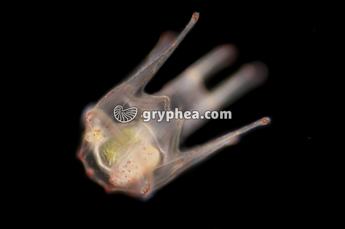 Oursin - Larve Pluteus - stade 8 bras x40  - gryphea.org